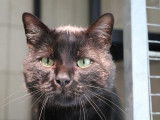 Un chat m&acirc;le adulte de 5 ans de couleur noire, disponible &agrave; l'adoption
