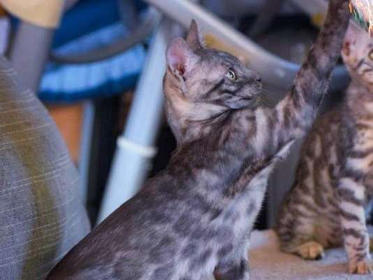 A vendre : un chaton Bengal âgé de 4 mois de couleur silver smoke
