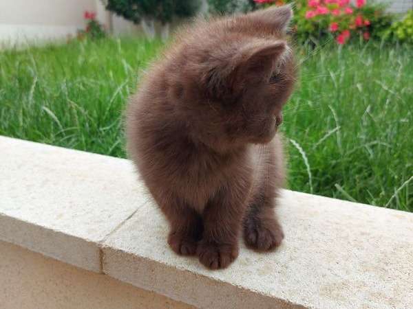 Chaton Exotic Shorthair Couleur Chocolat A Vendre Petite Annonce Chat