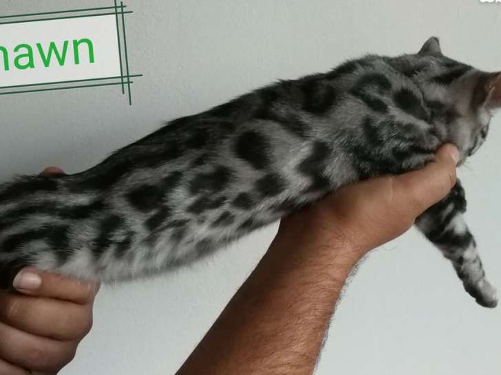 3 chatons Bengal mâles pour réservation, silver spotted tabby, nés en mai 2021
