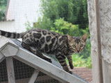 Femelle Bengal brown à rosettes née en avril 2021 disponible à la vente