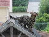 Femelle Bengal brown à rosettes née en avril 2021 disponible à la vente