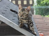 Femelle Bengal brown à rosettes née en avril 2021 disponible à la vente