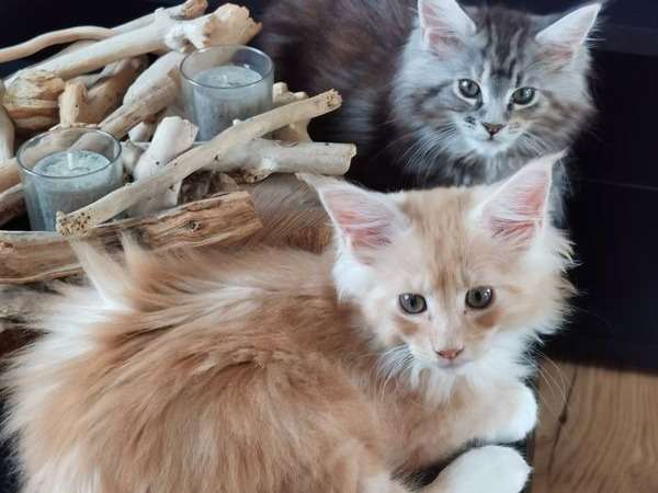2 chatons Maine Coon pour réservation, un mâle et une femelle de juin 2021