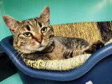 Chatte brown mackerel tabby âgée de 5 ans à adopter