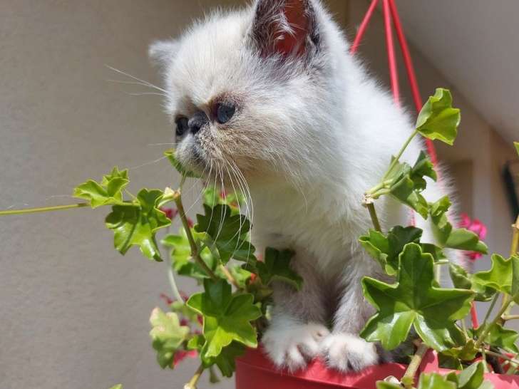 À vendre, chaton mâle Exotic Shorthair de couleur blue point et blanc