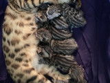 6 chatons Bengals à vendre (5 Femelles & 1 Mâle)