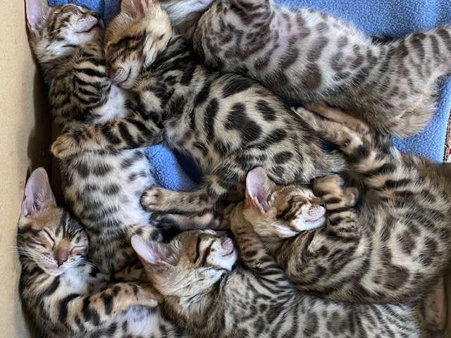 6 chatons Bengals à vendre (5 Femelles & 1 Mâle)