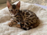 6 chatons Bengals à vendre (5 Femelles & 1 Mâle)