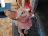 Magnifiques chatons Sphynx LOOF à vendre