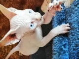 Magnifiques chatons Sphynx LOOF à vendre