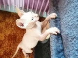 Magnifiques chatons Sphynx LOOF à vendre