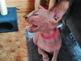 Magnifiques chatons Sphynx LOOF à vendre