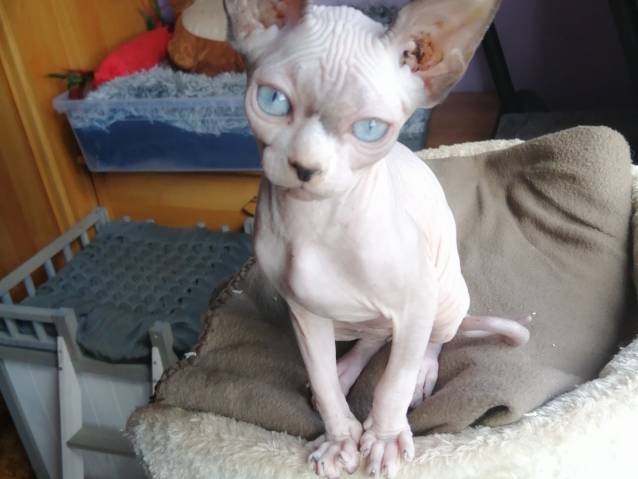 Magnifiques Chatons Sphynx Loof A Vendre Petite Annonce Chat