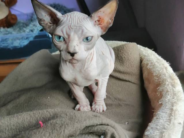 Magnifiques Chatons Sphynx Loof A Vendre Petite Annonce Chat