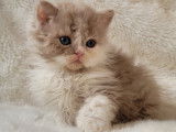 Chaton de race Selkirk Rex femelle à vendre