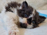 Chaton de race Selkirk Rex femelle à vendre
