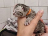 ? 1 mâle British Shorthair Black Silver Tabby à réserver