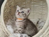 ? 1 mâle British Shorthair Black Silver Tabby à réserver