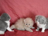 Réservation de 2 chatons Highland Fold