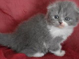 Réservation de 2 chatons Highland Fold