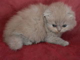 Réservation de 2 chatons Highland Fold