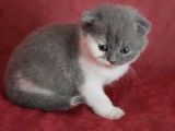 Réservation de 2 chatons Highland Fold