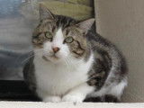 Chat adulte tachet&eacute; et blanc de 4 ans m&acirc;le &agrave; recueillir