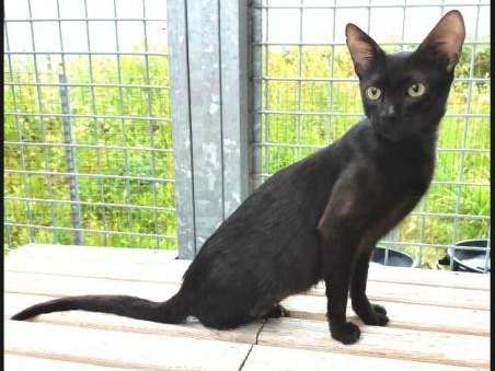 Recherche d’une famille d’adoption pour un chaton mâle robe noire solide