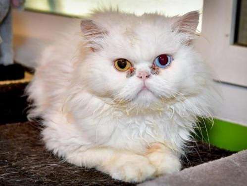Chat mâle Persan au pelage blanc de 5 ans recherche foyer