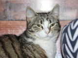 Un chat femelle tigré de 1 an en attente d’adoption