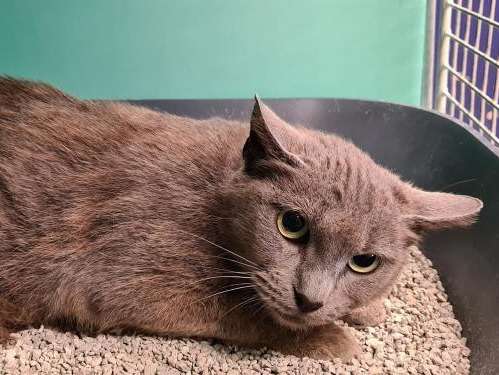 Mise en adoption d’une chatte marron de 3 ans