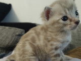 Chaton Bengal LOOF à vendre