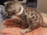 Chaton Bengal LOOF à vendre