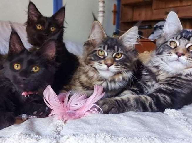 4 chatons femelles Maine Coon en vente