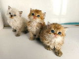 4 chatons Selkirk Rex à réserver (une femelle et trois mâles)