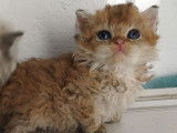 4 chatons Selkirk Rex à réserver (une femelle et trois mâles)