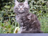 Disponible à la réservation : une chatonne Maine Coon au pelage blue silver tabby, née en juillet 2021