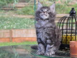 Disponible à la réservation : une chatonne Maine Coon au pelage blue silver tabby, née en juillet 2021