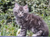 Disponible à la réservation : une chatonne Maine Coon au pelage blue silver tabby, née en juillet 2021