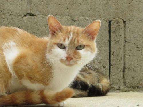 Disponible à l'adoption : un chat mâle adulte (âgé de trois ans) de couleur roux et blanc
