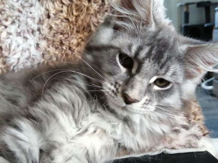 Disponible à la vente : un chaton mâle Maine Coon au pelage blue silver tabby, né en juin 2021