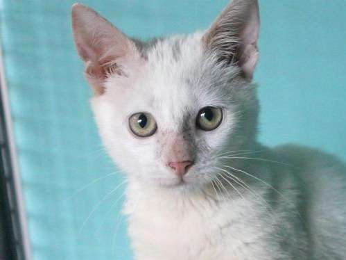À adopter chaton femelle croisée Siamois de robe blanche