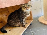 &Agrave; adopter, chatte &acirc;g&eacute;e de 11 ans avec un pelage brown mackerel tabby
