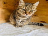 &Agrave; adopter, chatte &acirc;g&eacute;e de 11 ans avec un pelage brown mackerel tabby