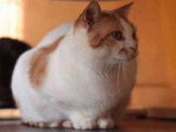 Chatte rousse d’un an mackerel tabby et blanche à adopter