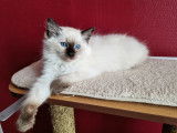3 chatons Ragdoll à vendre (3 Mâles)