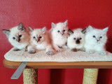 3 chatons Ragdoll à vendre (3 Mâles)