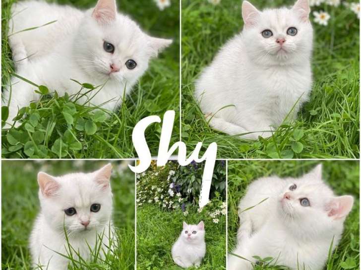 3 chatons Scottish Straight, 2 mâles et 1 femelle au pelage blanc disponibles à la vente