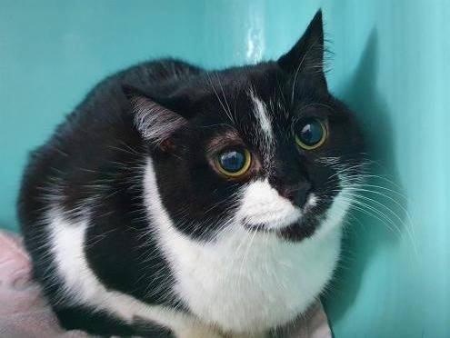 Chat De 5 Ans Femelle Au Pelage Noir Et Blanc A Adopter Petite Annonce Chat
